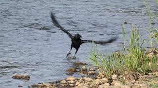 Largebilled Crow Bathing in Urban River [upl. by Snevets]