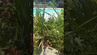 Citronella Plant Gardening Tip [upl. by Akimyt]