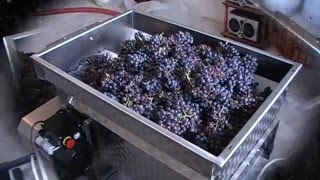 How I make red wine [upl. by Atnwahsal]