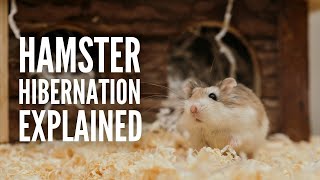 Is My Hamster Hibernating or Dead Hamster Hibernation Explained [upl. by Kokoruda11]