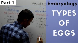 Types of Eggs in Embryology  Alecithal Microlecithal Mesolecithal Polylecithal [upl. by Odelet]