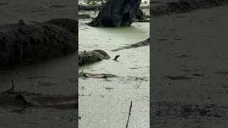 Cottonmouths were out today in Gum Swamp off of the North Landing River [upl. by Windsor151]