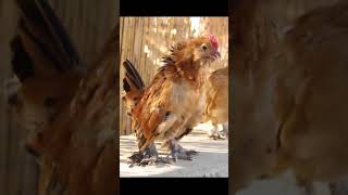 Cute Baby Roosters First Crow  Cock a Doodle Doo shorts [upl. by Nyloj]