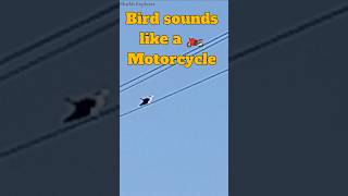 Birds sound like a Motorcycle shorts ytshorts eagles [upl. by Nnaeus]