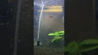 New 20 aquarium caradina rasbora shrimp communitytank community [upl. by Catrina]