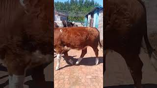 Record the daily life of cattle breeders Camel 152 [upl. by Adelpho38]