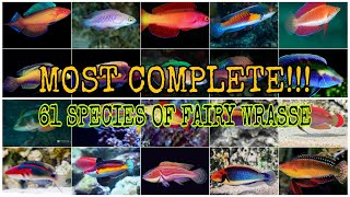 MOST COMPLETE 61 SPECIES OF FAIRY WRASSE CIRRHILABRUS [upl. by Letisha]