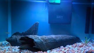 wild caught gambusia Holbrooki Eastern mosquitofish fish tank setup [upl. by Matelda]