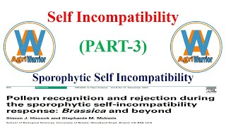 Sporophytic Self IncompatibilitySelf Incompatibility PART3 [upl. by Nnaynaffit]