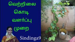 வீட்டில் வெற்றிலை கொடி வளர்ப்பு முறை How breed Betel plant in house [upl. by Ayhdiv]