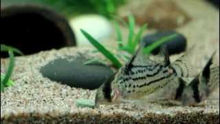 Corydoras Schwartzi [upl. by Einnel628]