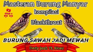 Masteran Burung Manyar Materi Blackthroat  Manyar anda Jadi Mewah dan Harga Pantastis  Pasti Bisa [upl. by Jasisa55]