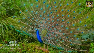 BENEFITS OF WATCHING PEACOCKS 4K HD nature peacock [upl. by Lenoj]