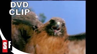 Manimal 1983 Clip 45 Owl in the Park [upl. by Hassadah]