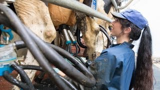 Milking time halved in new rotary milking parlour [upl. by Susette]