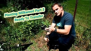 Planting Milkweed Part 3  Ready To Transfer Help The Monarch Butterfly [upl. by Ednalrim713]