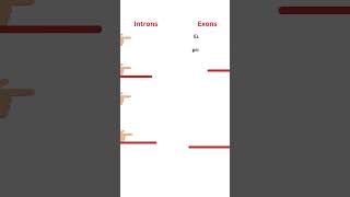 Exons vs Introns difference quickrevision class12biology 2025boardexam [upl. by Gerrard]