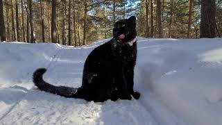 The black leopard listens to the singing and watches the birds in the forest [upl. by Ginni]