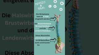 Wirbelsäule  Aufbau Anatomie Einteilung  Anatomische Besonderheiten der Wirbelsäule [upl. by Goth]