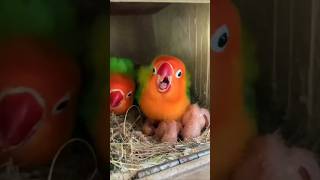 Love birds home breeding progress shortbabyparrotកូនសេក minivlog [upl. by Orlosky]