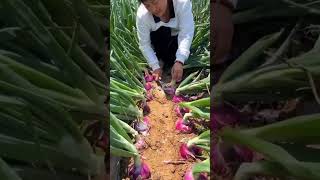 Onions Farming shorts agriculture youtubeshorts farming china onion onionfarming video [upl. by Dorthy]