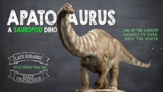 Apatosaurus Facts A Dinosaur Facts video about the enormous Apatosaurus also known as Brontosaurus [upl. by Suirtimid]