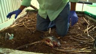 Placing an Eaglet in Nest after Hatching in an Incubator April 11 2013 AEF [upl. by Strohbehn]