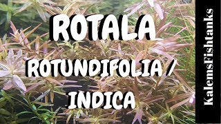 Rotala RotundifoliaIndica Care and Propagation [upl. by Lotty689]