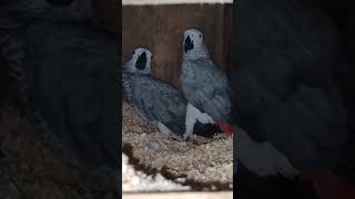 Beautiful African Grey Parrots Pair [upl. by Odraner]