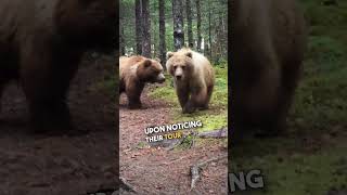 Close Encounter with Massive Brown Bears 😱 😳 [upl. by Naujek]