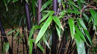 Black Bamboorunning stylephyllostachys nigra overview [upl. by Bayless620]