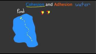 Cohesion and Adhesion [upl. by Antoine]