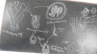 Life cycle of Anthoceros [upl. by Ardeha]