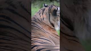 Tiger at Howletts tiger howletts animals wildlife zoo daysout shorts [upl. by Bette875]