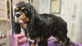 Watch me groom this Cavalier King Charles Spaniel haircut [upl. by Leblanc]