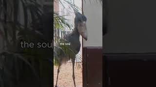 This Bird Can Cry Like a Baby The Scariest Bird Sounds [upl. by Anisor]