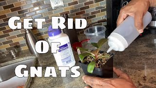 Get Rid of Fungus Gnats Organically amp Chemically Step by Step Gnat T [upl. by Graniah]