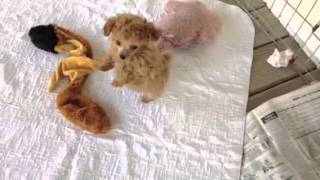 Tiny Toy Poodle apricot [upl. by Lehcim810]