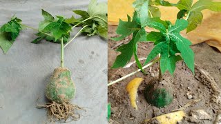 Popita Se Popita Plant Kaise Ugaye  Method of papaya plant propagation [upl. by Enahc]