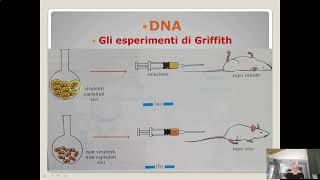 Itinerario di biologia Dna ed esperimenti di Griffith [upl. by Yorztif]