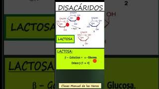 DISACÁRIDOS Sacarosa Maltosa Lactosa Reductores y No Reductores Bioquímica Biología [upl. by Yasmeen]