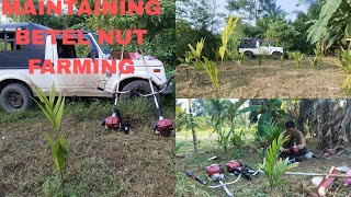 ep7Maintaining my another BETEL NUT farming [upl. by Jenine]