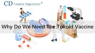 Why do we need the toxoid vaccine [upl. by Prudy915]