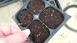 How To Start Bupleurum From Seed amp Seedlings Update [upl. by Rainger169]