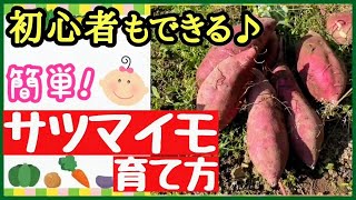 分かる！サツマイモの育て方♪植え付け～収穫までたくさん収穫する最強の育て方【初心者・プランター栽培】 [upl. by Thayer]