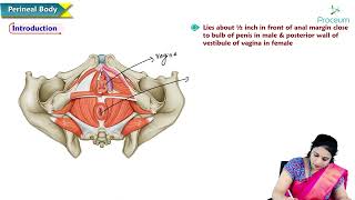 4 Perineal Body of Pelvis  Anatomy of Pelvis  MBBS Lecture [upl. by Haidabo]