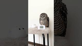 フクロウの朝の過ごし方AM730〜80032倍速 フクロウ owl shorts [upl. by Wilcox]