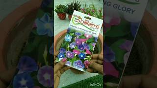 Morning Glory Seeds Germination terracegardning shortsvideo garden seeds morningglow minivlog [upl. by Pretrice]