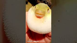 Puffer fish puffing up fiss pufferfish trending viralvideo [upl. by Namrej893]