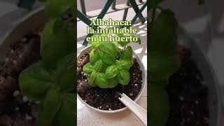 Albahaca en maceta para tu huerto 👩🏻‍🌾🌱 tips de cuidados [upl. by Geneva]